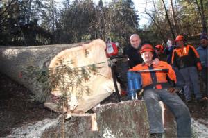 Na Dobrovljah posekali 130 let staro smreko 3